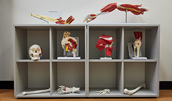 Modèle anatomique d'un crâne humain